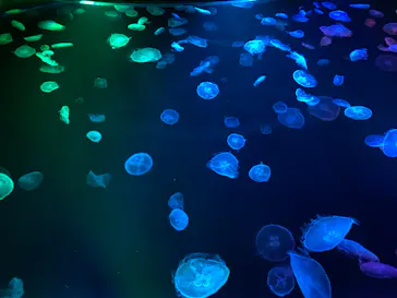 すみだ水族館に投稿された画像（2020/8/25）