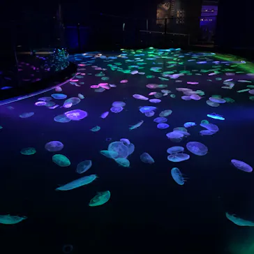 すみだ水族館に投稿された画像（2020/8/25）