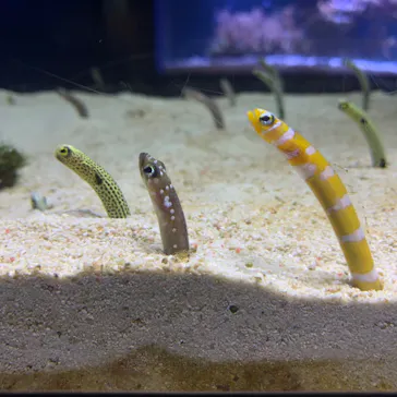 すみだ水族館に投稿された画像（2020/8/25）