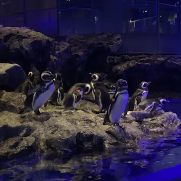 すみだ水族館に投稿された画像（2020/8/25）