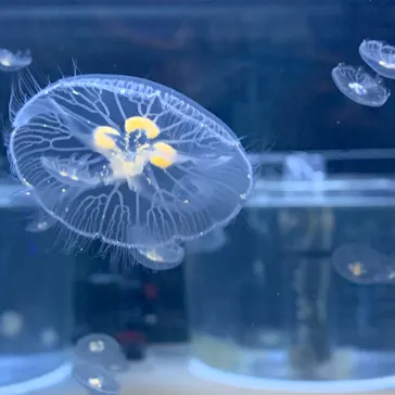 すみだ水族館に投稿された画像（2020/8/25）