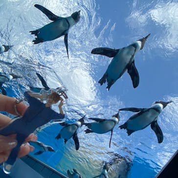 サンシャイン水族館に投稿された画像（2020/8/25）