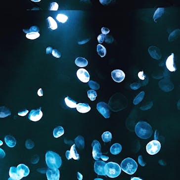 サンシャイン水族館に投稿された画像（2020/8/25）