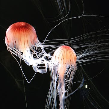 サンシャイン水族館に投稿された画像（2020/8/25）