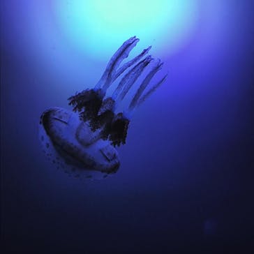 サンシャイン水族館に投稿された画像（2020/8/25）