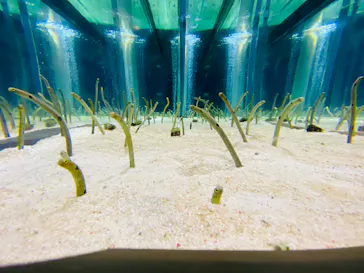 すみだ水族館に投稿された画像（2020/8/25）