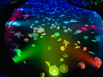 すみだ水族館に投稿された画像（2020/8/25）