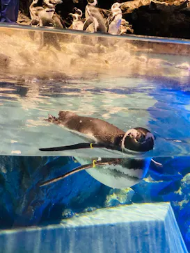 すみだ水族館に投稿された画像（2020/8/25）