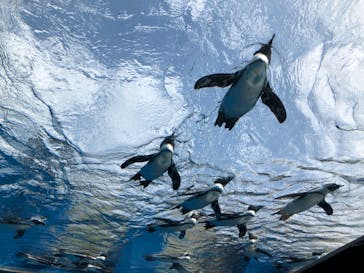 サンシャイン水族館に投稿された画像（2020/8/25）