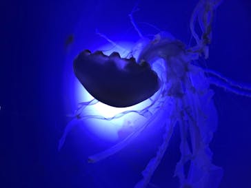 サンシャイン水族館に投稿された画像（2020/8/25）