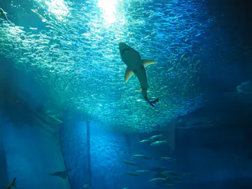 アクアワールド茨城県大洗水族館に投稿された画像（2020/8/26）