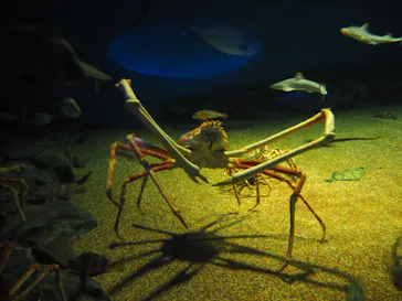 アクアワールド茨城県大洗水族館に投稿された画像（2020/8/26）