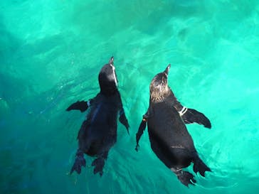 アクアワールド茨城県大洗水族館に投稿された画像（2020/8/26）