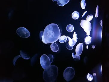 サンシャイン水族館に投稿された画像（2020/8/26）