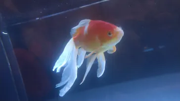 すみだ水族館に投稿された画像（2020/8/26）