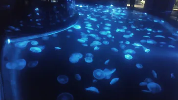 すみだ水族館に投稿された画像（2020/8/26）