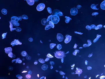 すみだ水族館に投稿された画像（2020/8/26）