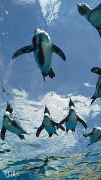 サンシャイン水族館に投稿された画像（2020/8/26）