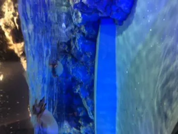 すみだ水族館に投稿された画像（2020/8/26）