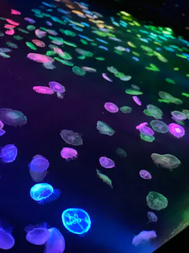 すみだ水族館に投稿された画像（2020/8/26）