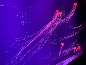 すみだ水族館に投稿された画像（2020/8/26）