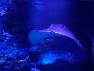 すみだ水族館に投稿された画像（2020/8/26）