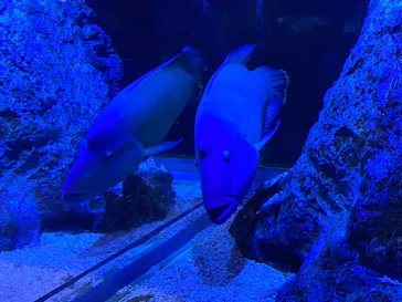 すみだ水族館に投稿された画像（2020/8/26）