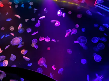 すみだ水族館に投稿された画像（2020/8/26）