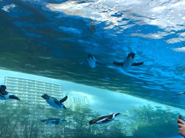 サンシャイン水族館に投稿された画像（2020/8/26）