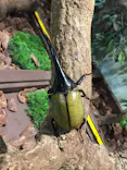 としまえんに投稿された画像（2020/8/26）