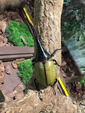 としまえんに投稿された画像（2020/8/26）