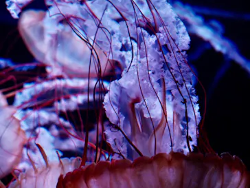 すみだ水族館に投稿された画像（2020/8/26）