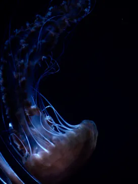 すみだ水族館に投稿された画像（2020/8/26）