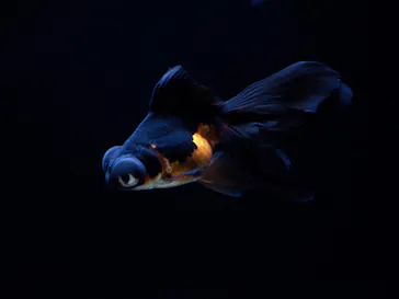 すみだ水族館に投稿された画像（2020/8/26）