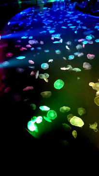 すみだ水族館に投稿された画像（2020/8/26）