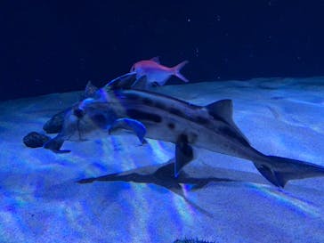 サンシャイン水族館に投稿された画像（2020/8/26）