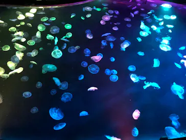 すみだ水族館に投稿された画像（2020/8/26）