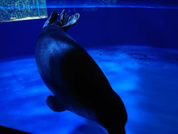 サンシャイン水族館に投稿された画像（2020/8/26）