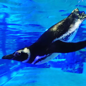 すみだ水族館に投稿された画像（2020/8/26）