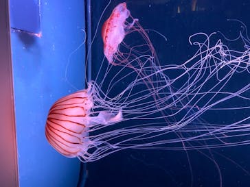 京都水族館に投稿された画像（2020/8/26）