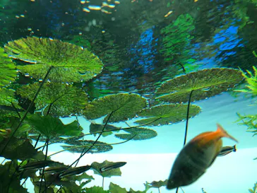 すみだ水族館に投稿された画像（2020/8/26）