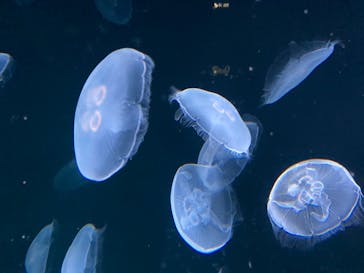 サンシャイン水族館に投稿された画像（2020/8/26）