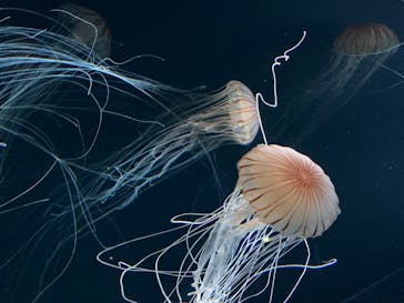 サンシャイン水族館に投稿された画像（2020/8/26）