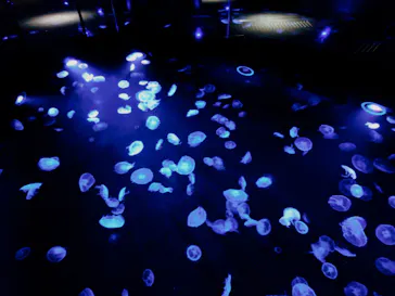 すみだ水族館に投稿された画像（2020/8/26）