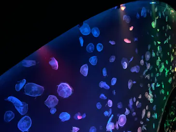 すみだ水族館に投稿された画像（2020/8/26）