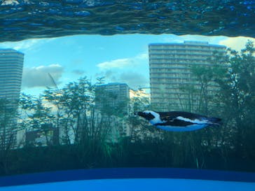 サンシャイン水族館に投稿された画像（2020/8/26）