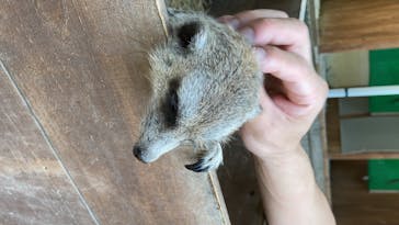しろとり動物園に投稿された画像（2020/8/26）