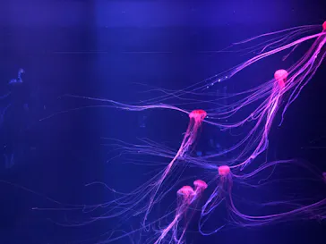 すみだ水族館に投稿された画像（2020/8/27）