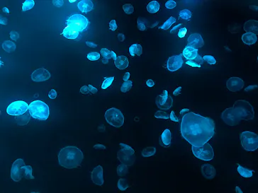 すみだ水族館に投稿された画像（2020/8/27）