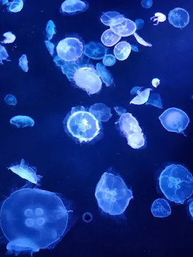 すみだ水族館に投稿された画像（2020/8/27）